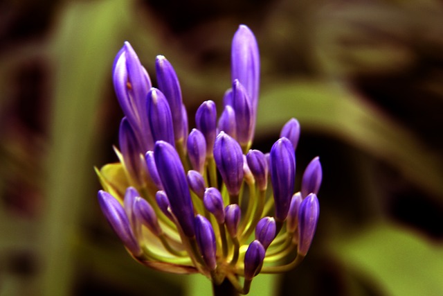 加歐洲杯的 加歐洲杯的