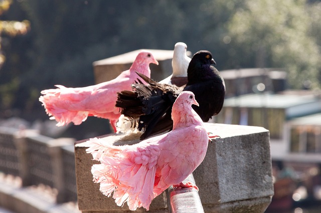 以快速传递 以快速传递
