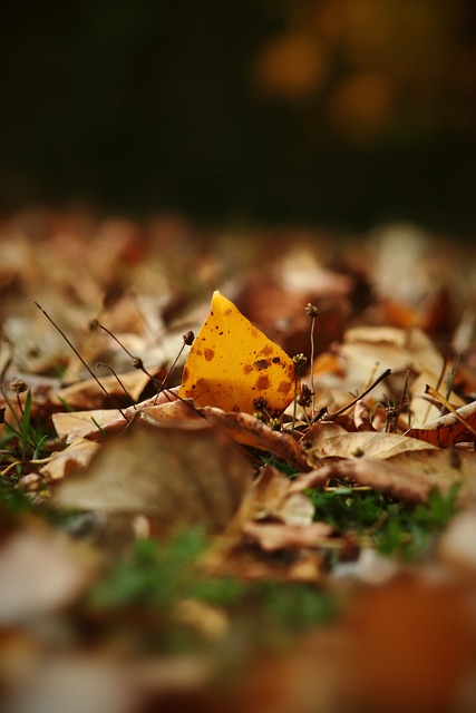 缅甸的地理 缅甸的地理